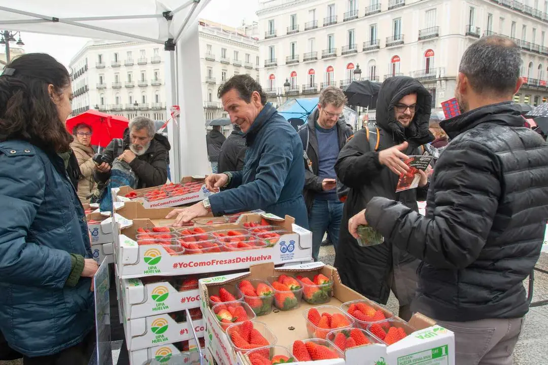 UPA repartir&aacute; m&aacute;s de 2.000 tarrinas de fresa de Huelva en la Puerta del Sol