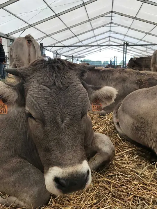 Archivo - Vaca, ganado, feria, vacuno