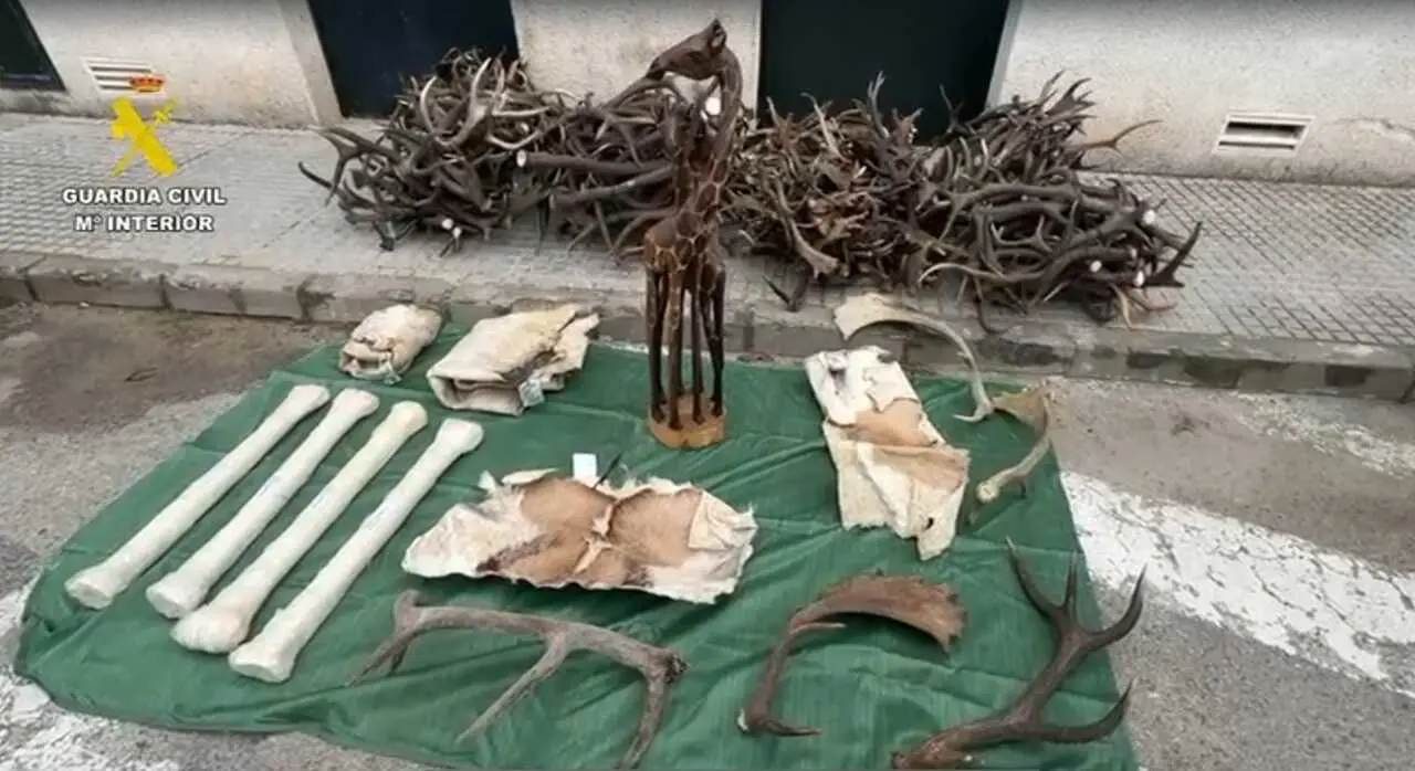 Incautadas en C&aacute;diz diferentes piezas de animales protegidos procedentes de &Aacute;frica.