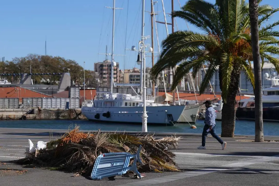 Archivo - Trozos de palmeras en el suelo durante el temporal por viento, a 12 de febrero de 2026, en Barcelona, Catalu&ntilde;a (Espa&ntilde;a). 