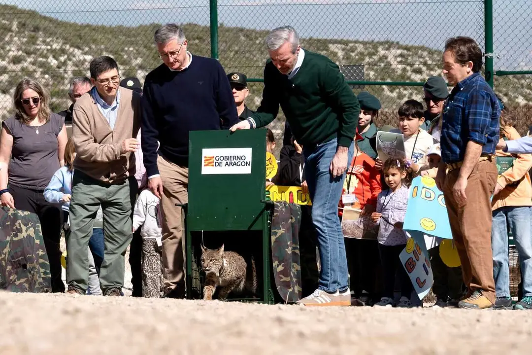 El presidente del Gobierno de Arag&oacute;n, Jorge Azc&oacute;n, suelta uno de los ejemplares de lince ib&eacute;rico en la finca Acampo Armijo de Torrecilla de Valmadrid.