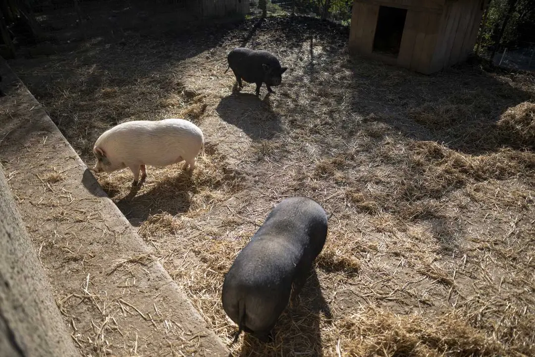 Archivo - Varios cerdos en un santuario de animales, a 9 de diciembre de 2025, en Rub&iacute;, Barcelona, Catalunya (Espa&ntilde;a).