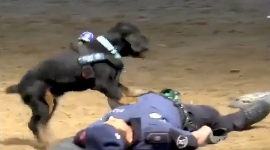 El perro polic&iacute;a mientras realiza la RCP