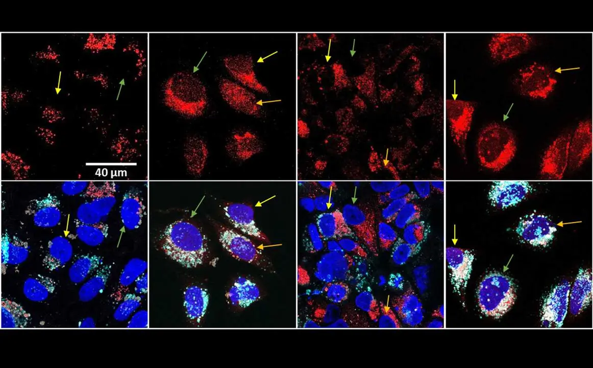 En rojo, el f&aacute;rmaco despu&eacute;s del tratamiento t&eacute;rmico se dispersa por la c&eacute;lula y alcanza el n&uacute;cleo (en azul).
