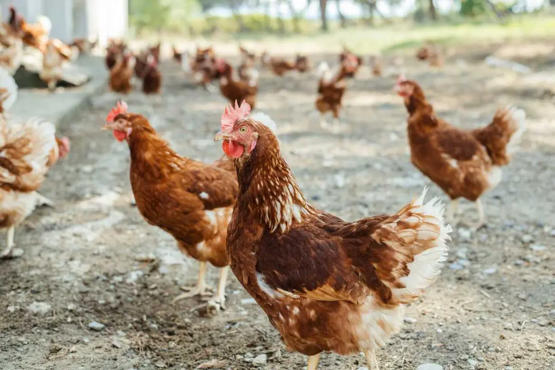 Archivo - Los huevos que se anuncian de gallinas criadas al aire libre no cumplen estas condiciones, seg&uacute;n OCU.
