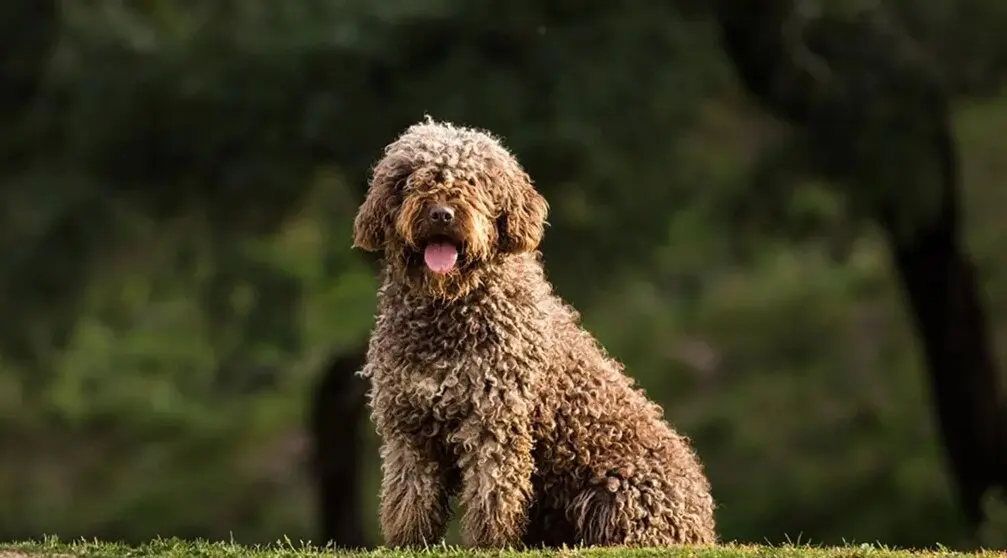 Perro de Agua espa&ntilde;ol