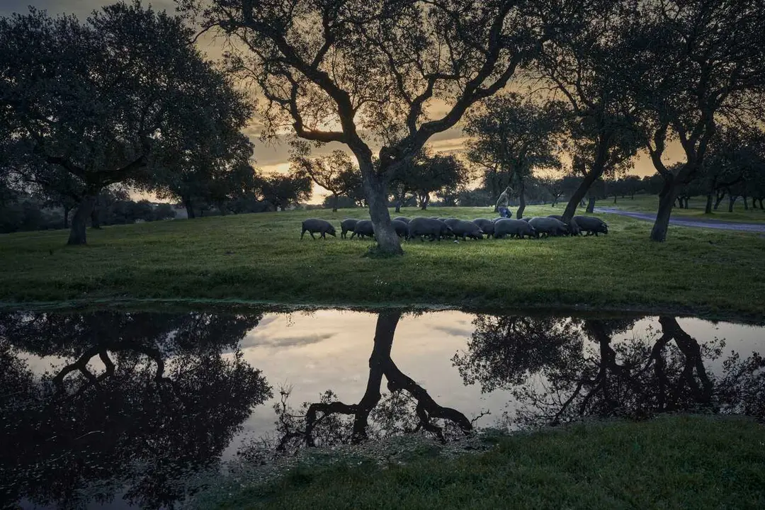 Archivo - Cerdo ib&eacute;rico en la dehesa.