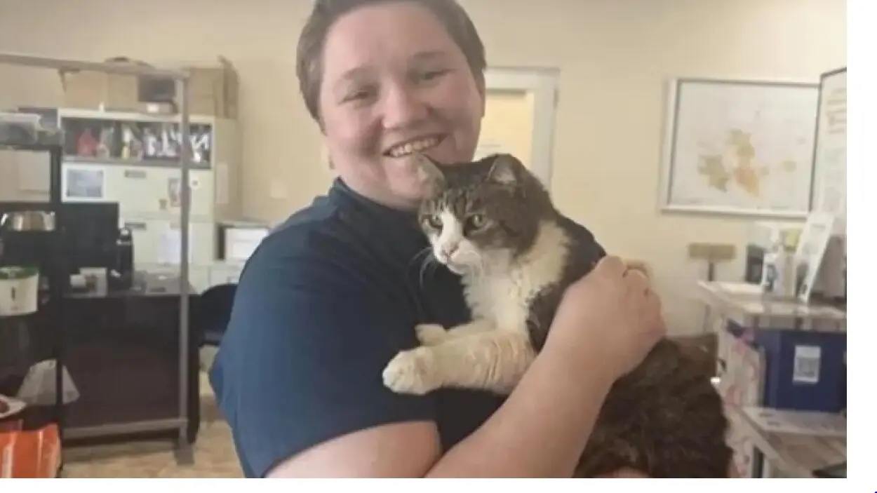 Una gata perdida durante cinco a&ntilde;os vuelve a casa gracias a su microchip