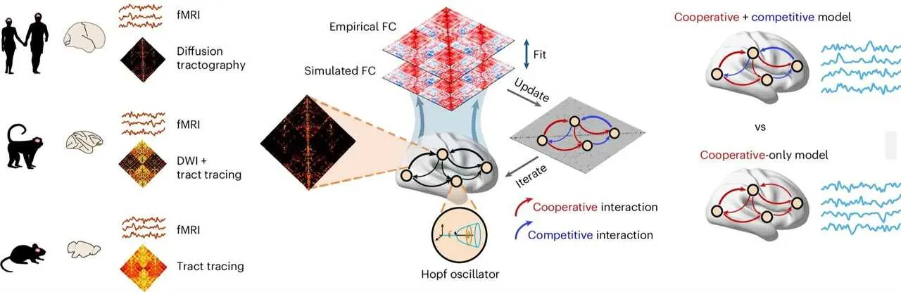 Esquema del estudio de las interacciones de cooperaci&oacute;n y competici&oacute;n en distintas especies de mam&iacute;fero.