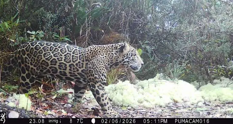 Jaguar capturado en la sierra del Merend&oacute;n tras una d&eacute;cada sin avistamientos