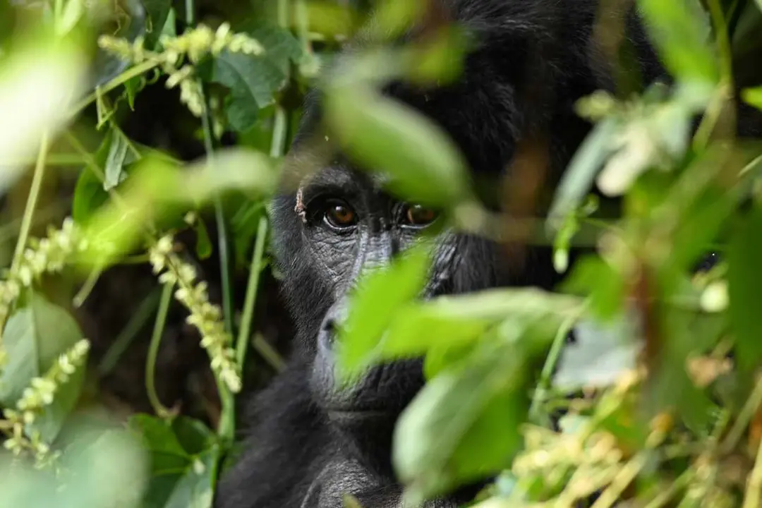 Un gorila en libretad del Congo.