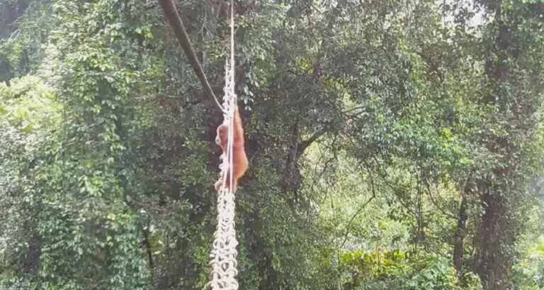 Orangut&aacute;n de Sumatra usa puente colgante para cruzar una carretera en la selva