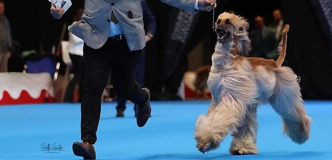 M&aacute;s de 2.000 perros de 300 razas convertir&aacute;n Valladolid en la gran capital canina de Europa del 1 al 3 de mayo