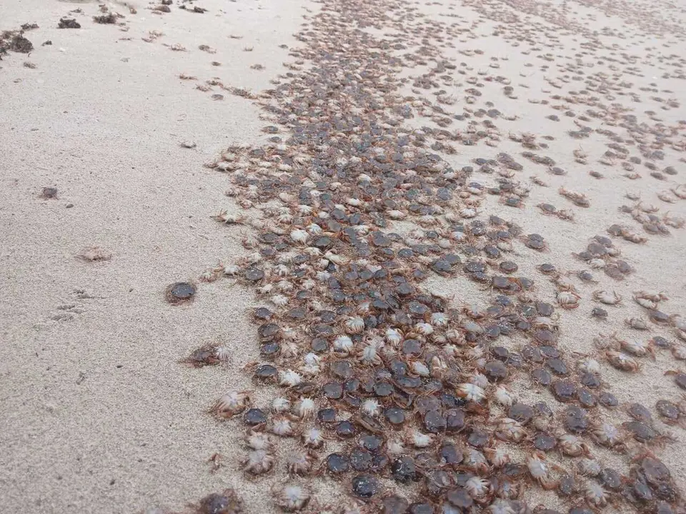 Cangrejos patudos en la orilla de una playa de las Islas Atl&aacute;nticas.