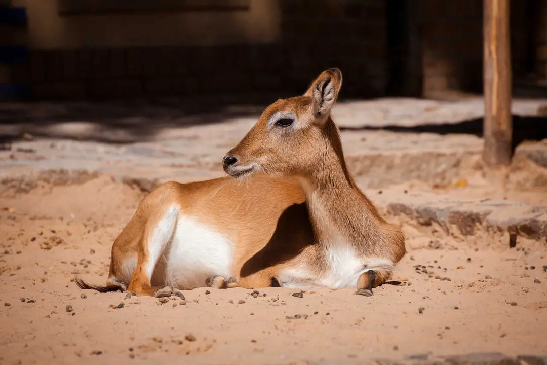 Archivo - Un ant&iacute;lope de p&aacute;ramo lechwe de kafue.