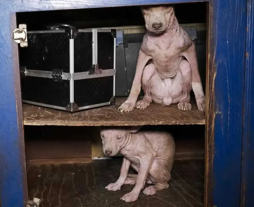 Dobby, el perro rescatado