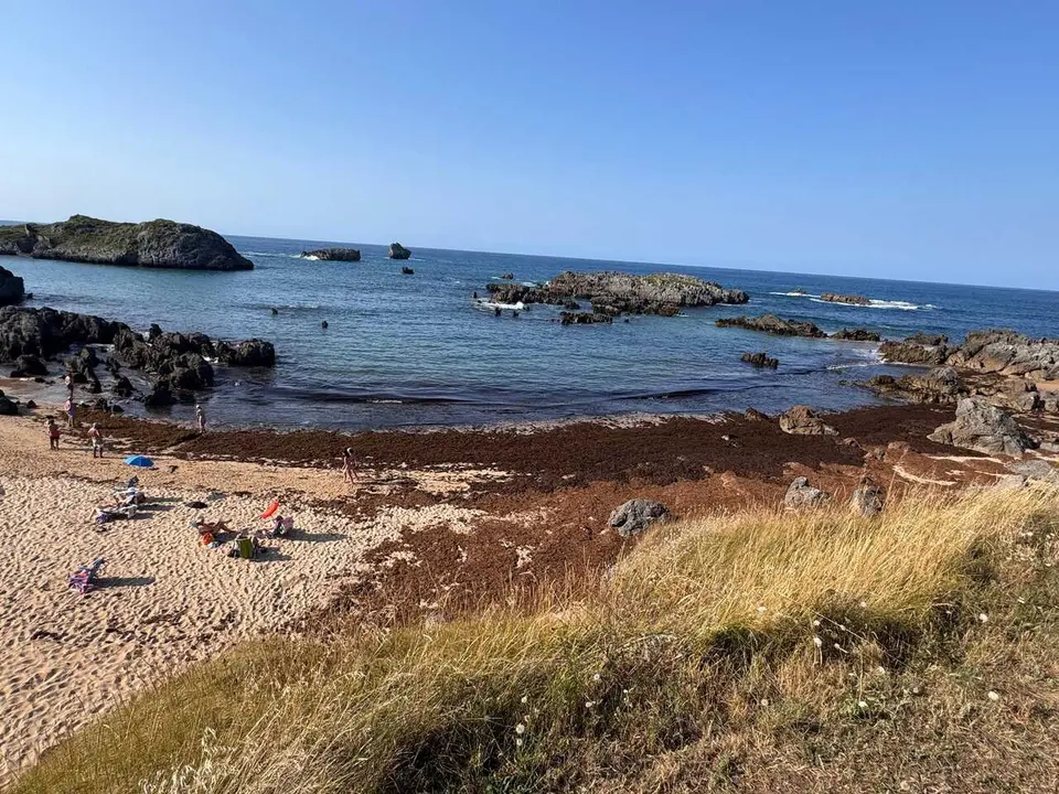 Archivo - Algas en la playa de Noja