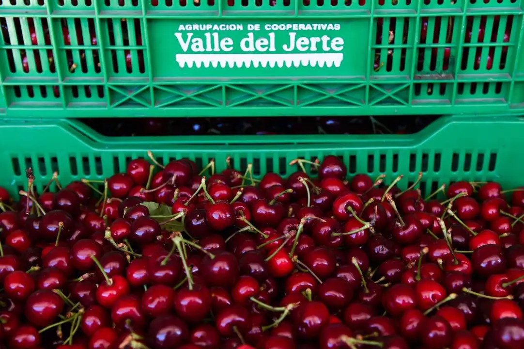 Archivo - Cajas llenas de cerezas tras la recolecci&oacute;n, 
