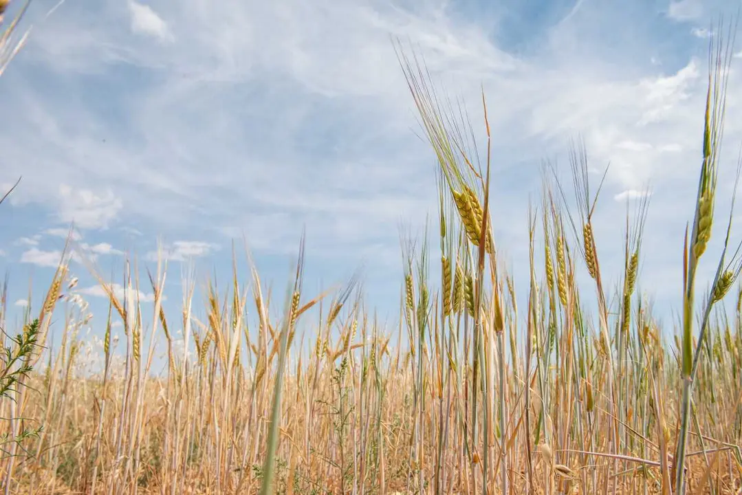 Archivo - Campo de trigo, a 17 de junio de 2024, en Albacete, Castilla-La Mancha (Espa&ntilde;a). La Uni&oacute;n de Peque&ntilde;os Agricultores (UPA), solicita que se declare la provincia de Albacete como zona desfavorecida para que tanto agricultores como ganaderos de la z