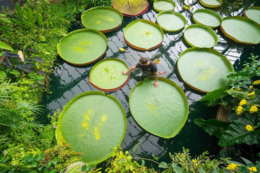 Archivo - Real Jard&iacute;n Bot&aacute;nico de Kew, a 15 de septiembre de 2021. 
