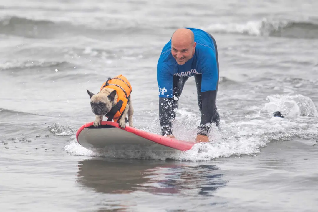 II Campeonato Europeo de Surf para Perros en la playa de Salinas. En Castrill&oacute;n, Asturias, a 21/05/2023. (&copy; Jorge Peteiro / Europa Press).