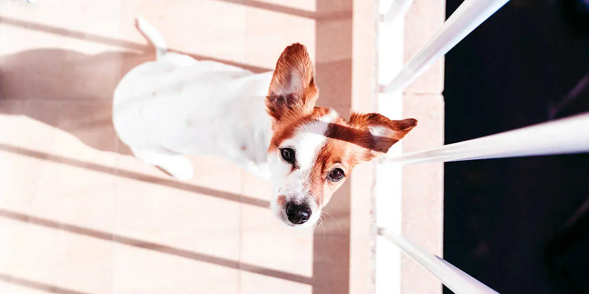 Perro en un balc&oacute;n