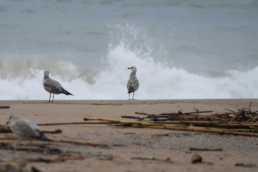 Archivo - Gaviotas en la playa de la Barceloneta durante el temporal, a 19 de enero de 2026, en Barcelona, Catalu&ntilde;a (Espa&ntilde;a). 