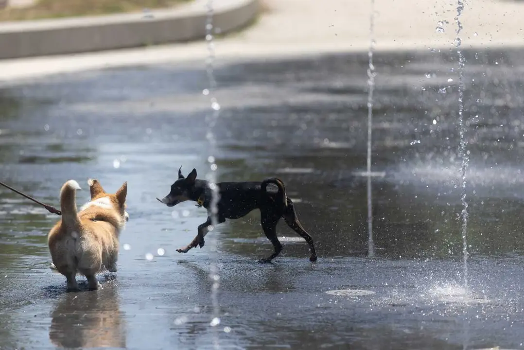 Varias perros juegan en Los chorros de Madrid R&iacute;o, a 28 de mayo de 2026, en Madrid (Espa&ntilde;a). 