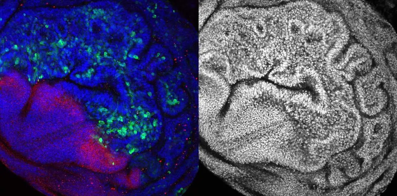 ImageJ=1.53c
unit=\u00B5m
