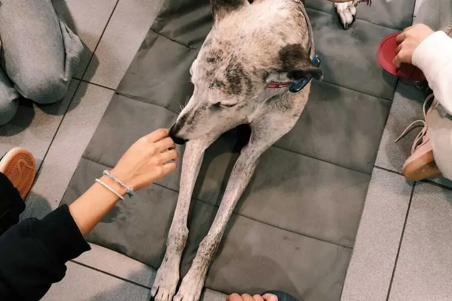 Terapia con perros se asocia a mejor 'autoeficacia de adolescentes ingresados' en unidad psiqui&aacute;trica, seg&uacute;n un estudio