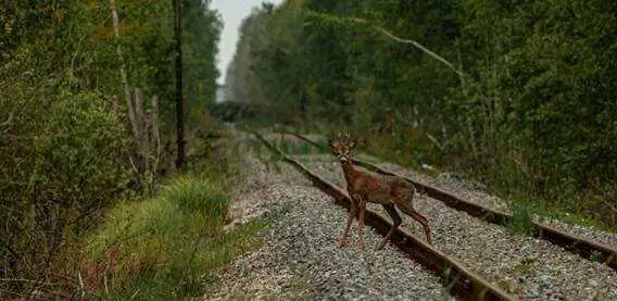 Un corzo cruzando una v&iacute;a f&eacute;rrea cerca del pueblo abandonado de Novoshepelychi.