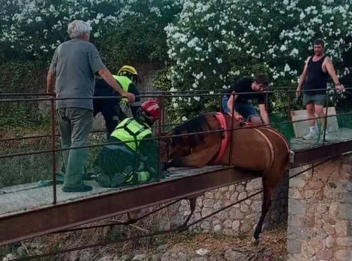 Rescatan a un caballo que qued&oacute; atrapado en un puente en S&oacute;ller.