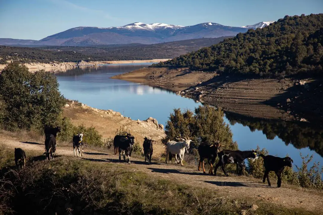 Archivo - Reba&ntilde;o de cabras traslad&aacute;ndose durante las actividades programadas en el proyecto &lsquo;Trashumarte&rsquo;, a 21 de febrero de 2026, en El Berrueco, Madrid (Espa&ntilde;a). 