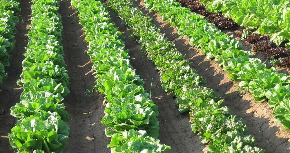 Archivo - AVA-ASAJA pide al Gobierno ampliar el plazo de solicitud de las ayudas de fertilizantes