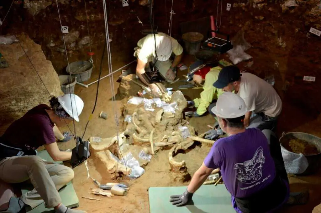 Trabajo de excavaci&oacute;n de los rinocerontes.