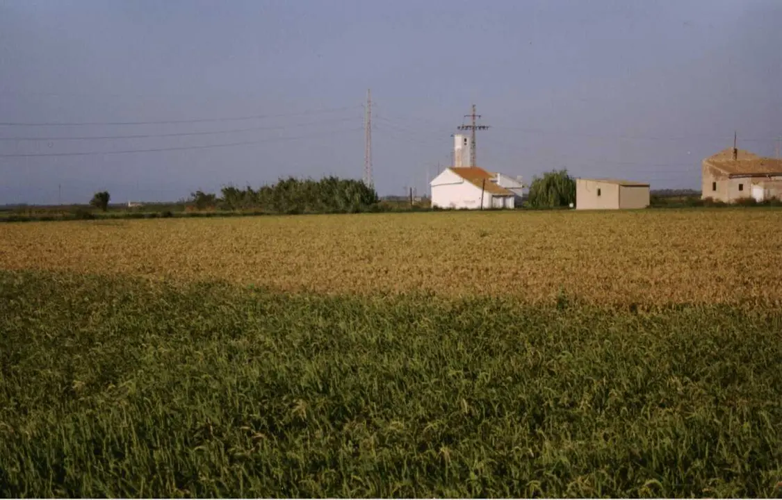 Campo de arroz en imagen de archivo