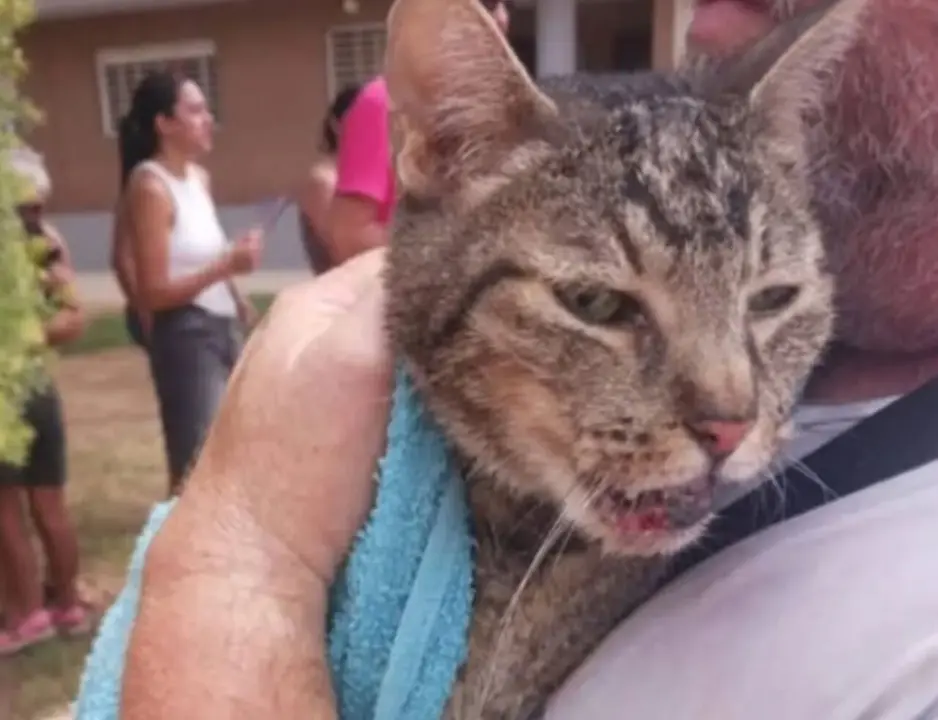 Gata rescatada en Benet&uacute;ser