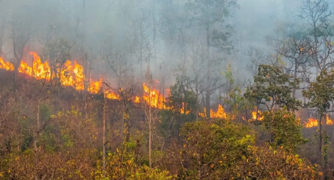 Incendio forestal
