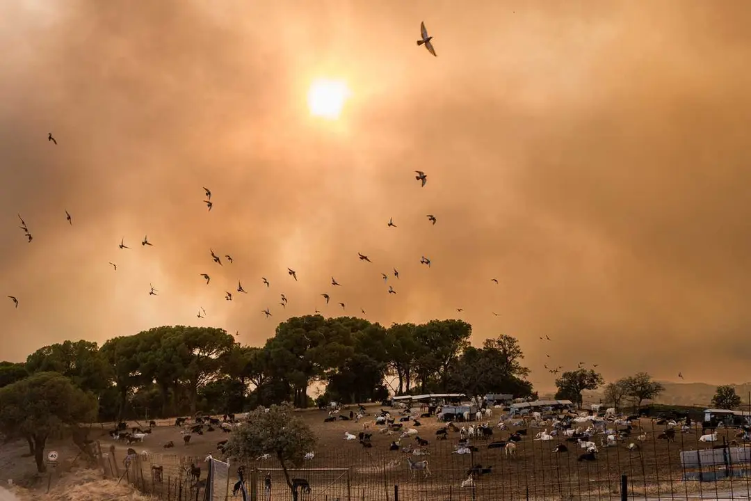 Varias aves huyen del fuego, en San Mart&iacute;n de Valdeiglesias