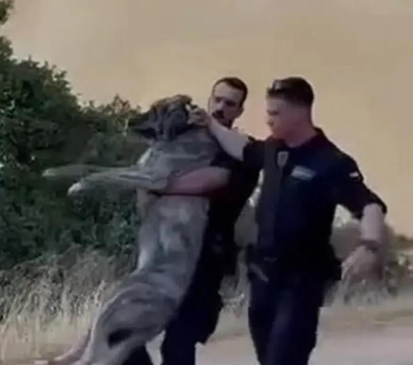 El momento en el que los agentes de la Guardia Civil rescatan a un perro en Madrid. Guardia Civil