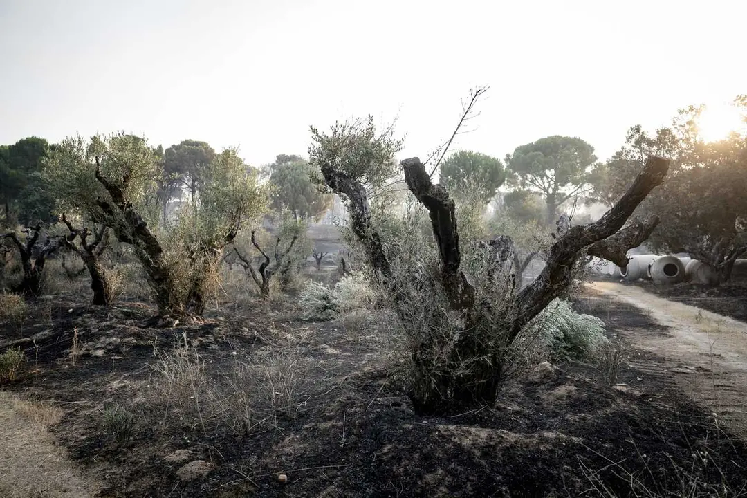 Efectos del incendio forestal de la sierra oeste de Madrid, en la finca La Granjilla, a 26 de julio de 2026, en Cadalso de los Vidrios, Madrid (Espa&ntilde;a). El incendio oblig&oacute; a desalojar el s&aacute;bado 25 de julio Cadalso de los Vidrios y Rozas de Puerto Real.