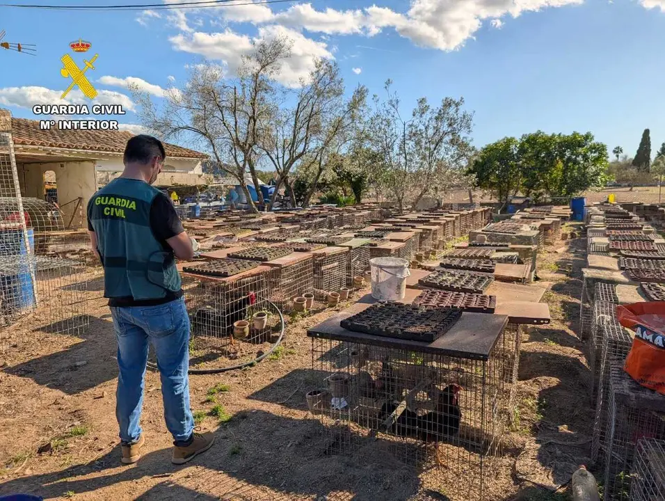 Un agente de la Guardia Civil durante la investigaci&oacute;n en la finca de Campanet.