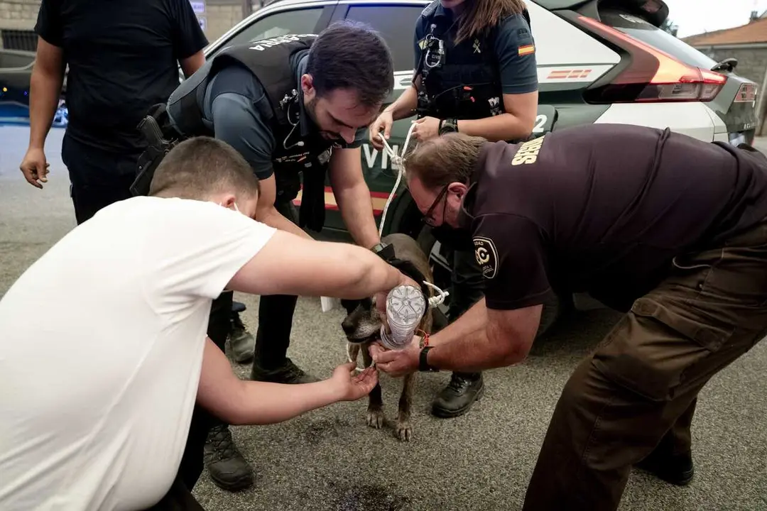 Varios agentes ayudan a un perro, a 24 de julio de 2026, en Fresnedillas de la Oliva, Madrid (Espa&ntilde;a). 