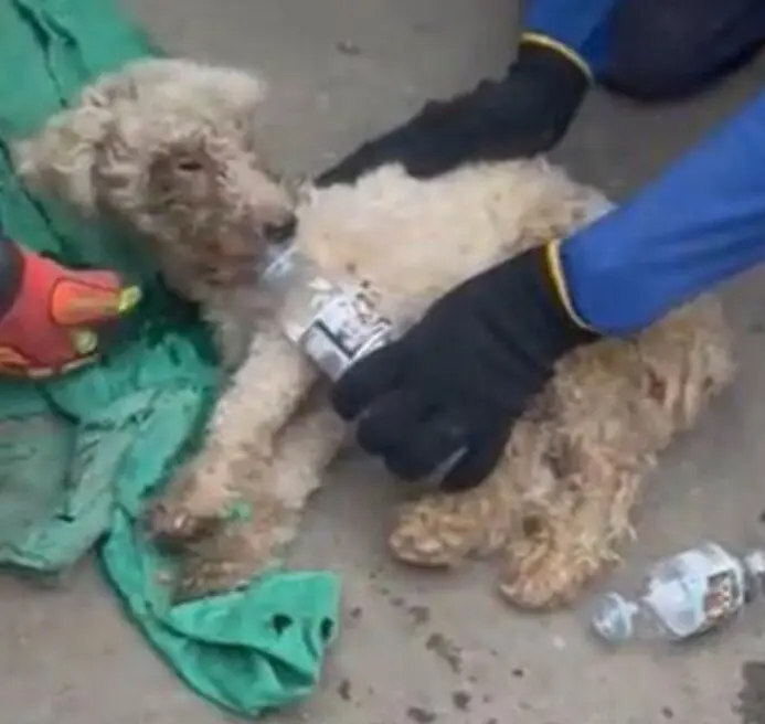 Caniche rescatado en Venezuela