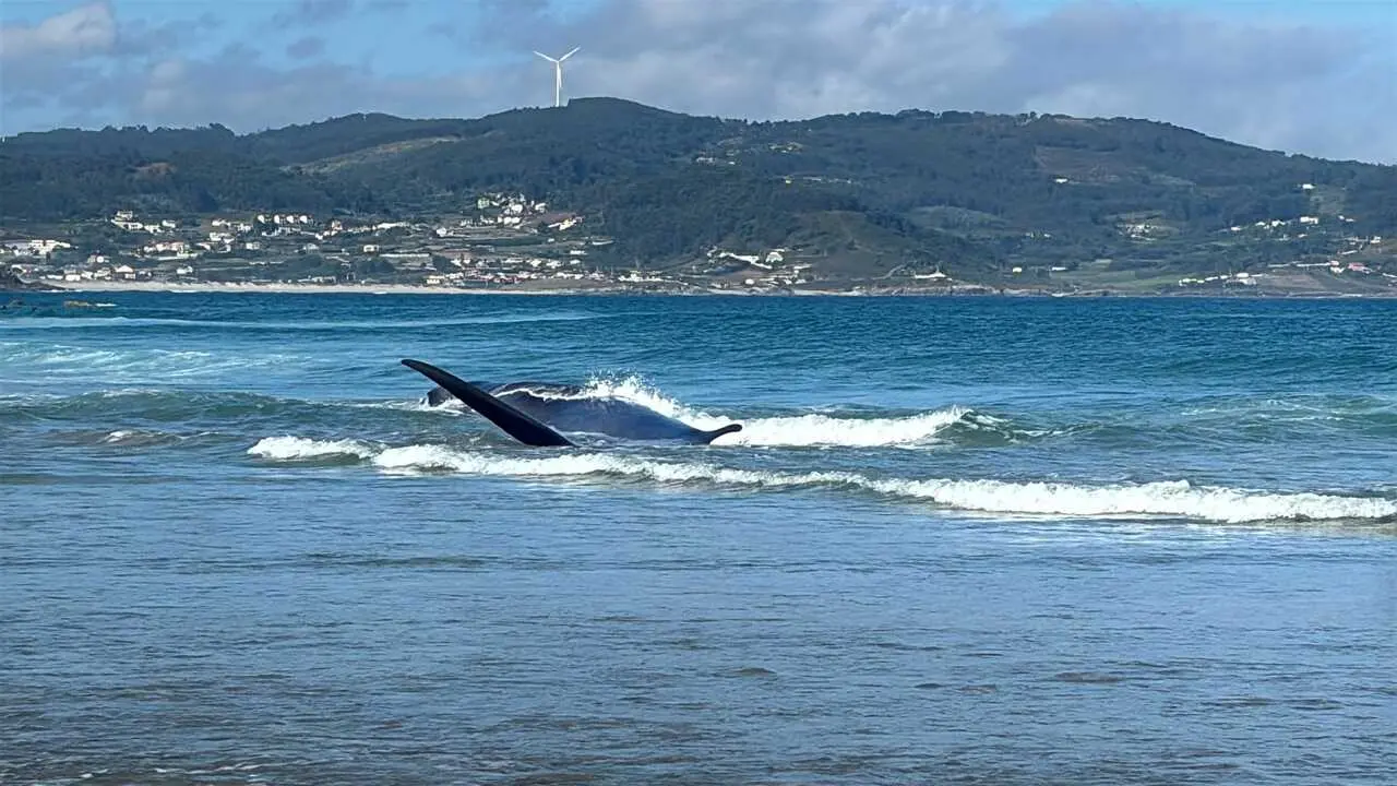 Cet&aacute;ceo en la playa de Sab&oacute;n