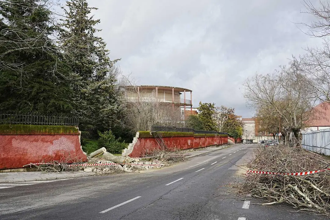 Archivo - Un &aacute;rbol ca&iacute;do como consecuencia del viento derrumba un muro, a 28 de enero de 2026, en C&aacute;ceres, Extremadura (Espa&ntilde;a). 
