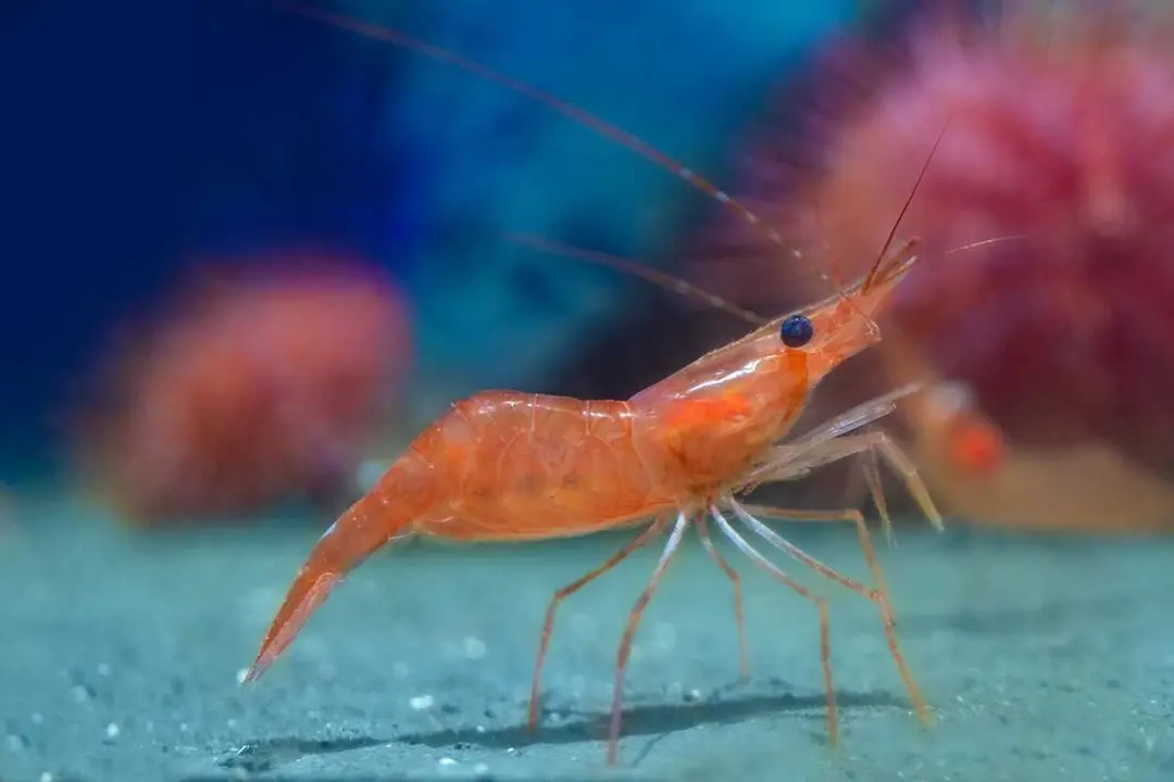 Northern shrimp Pandalus borealis in cold Norwegian waters, close-up of wild marine crustacean in natural habitat