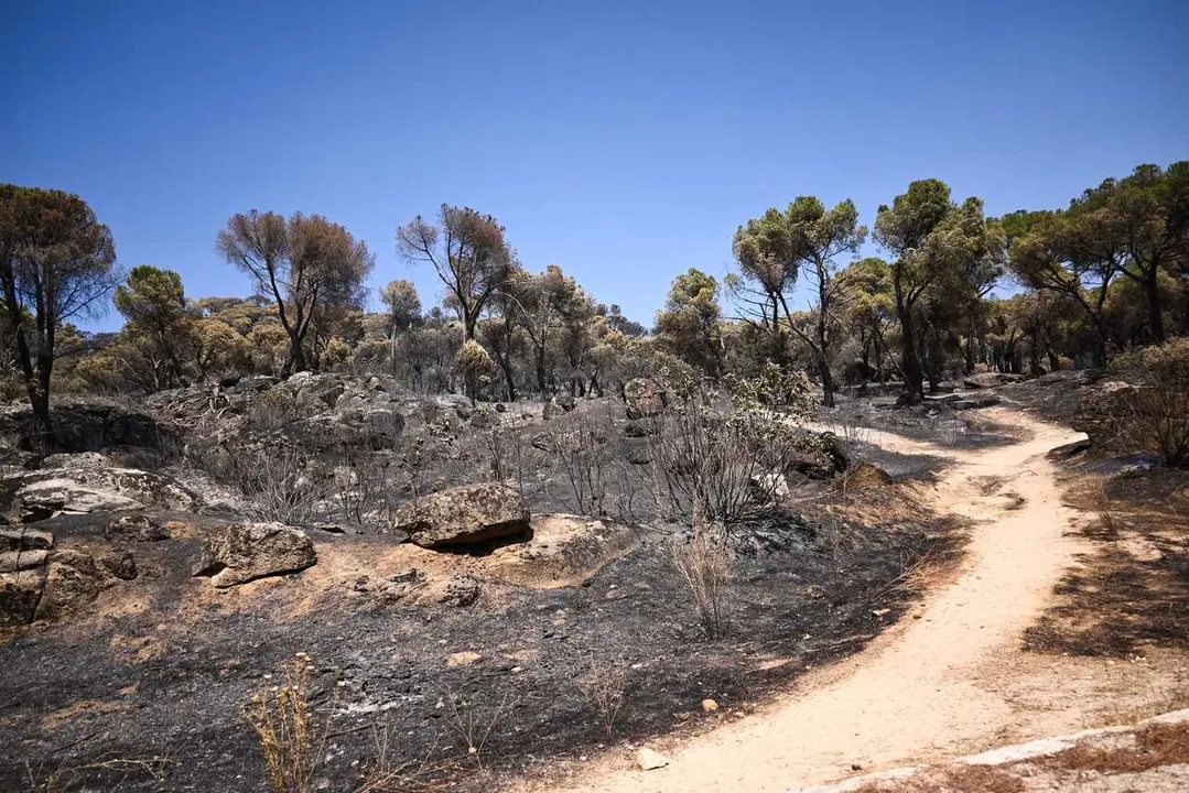 Zonas calcinadas tras el paso del incendio de la Sierra Oeste de Madrid, a 30 de julio de 2026, en Pelayos de la Presa, Madrid (Espa&ntilde;a).