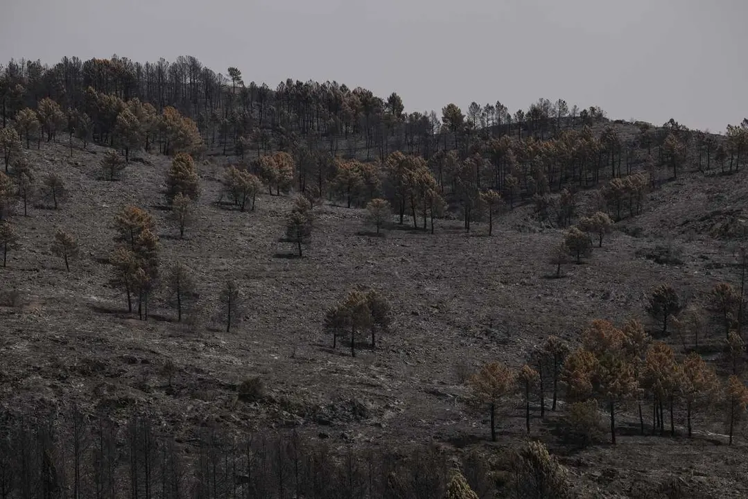 Terreno quemado en el incendio forestal, a 22 de julio de 2026, en Guadalajara, Castilla-La Mancha (Espa&ntilde;a). Page ha asegurado, tras la reuni&oacute;n de CECOPI que ha tenido lugar en Tamaj&oacute;n (Guadalajara), que el incendio de La Mierla ha entrado 'en fase de est