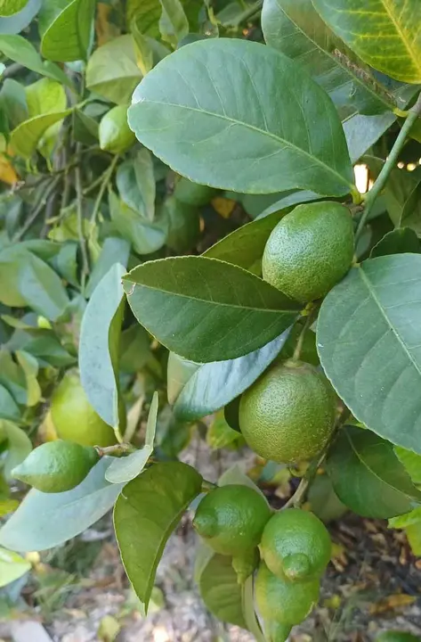 Cultivo de lim&oacute;n